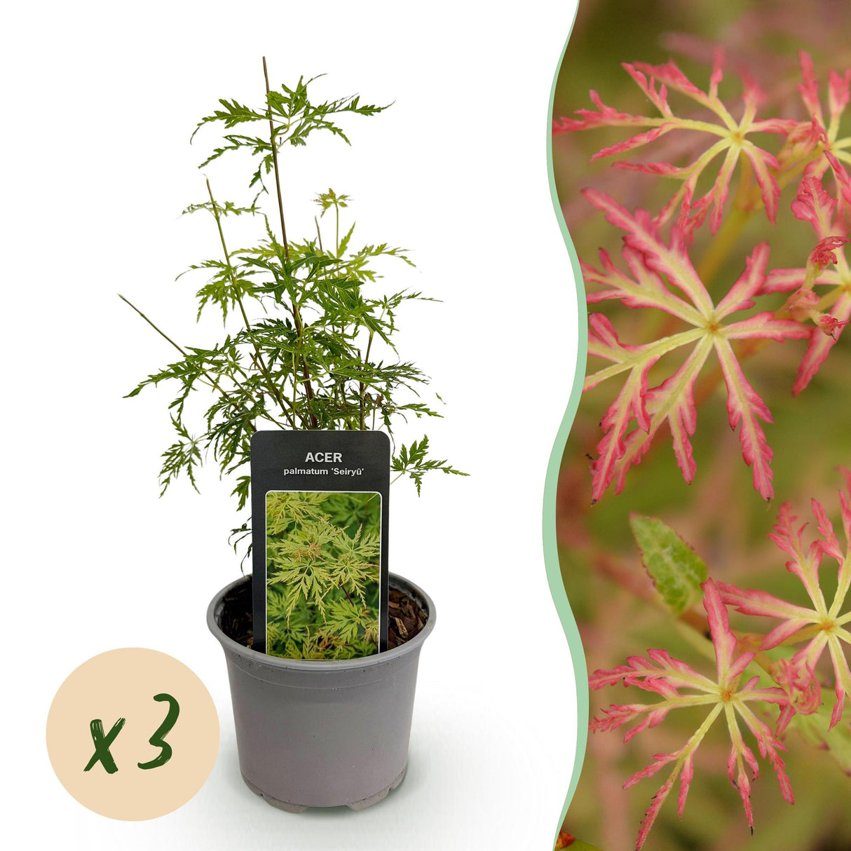 Livraison plante Érable du Japon Seiryu