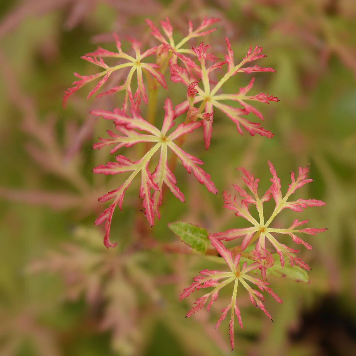 Livraison plante Érable du Japon Seiryu – Pot 12 cm – Hauteur 35 cm