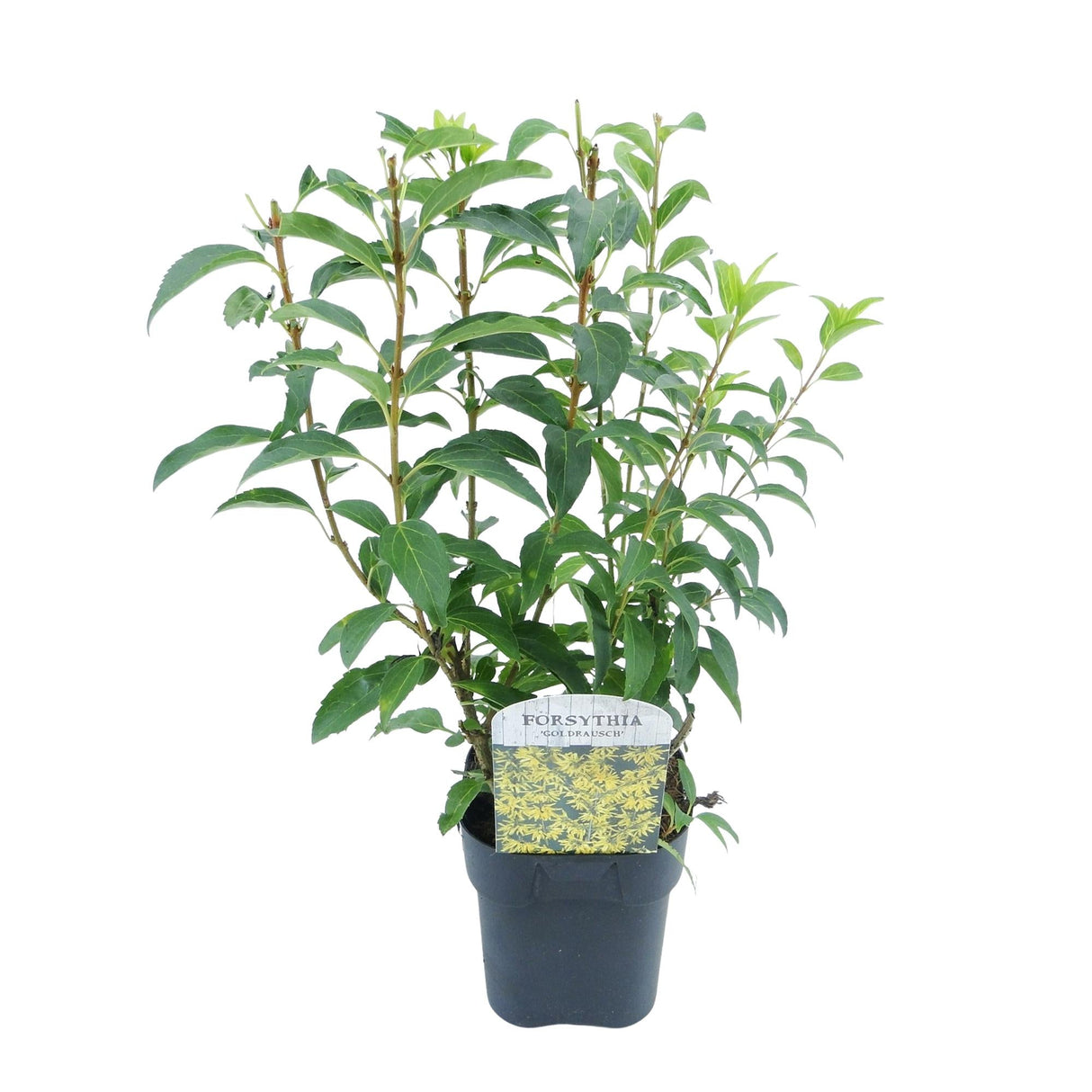 Livraison plante Forsythia intermedia Goldrausch – Pot 17 cm – Hauteur 45 cm