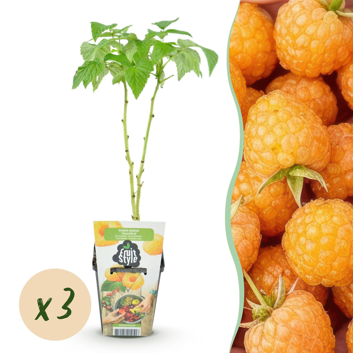 Livraison plante Framboisier Fallgold x3