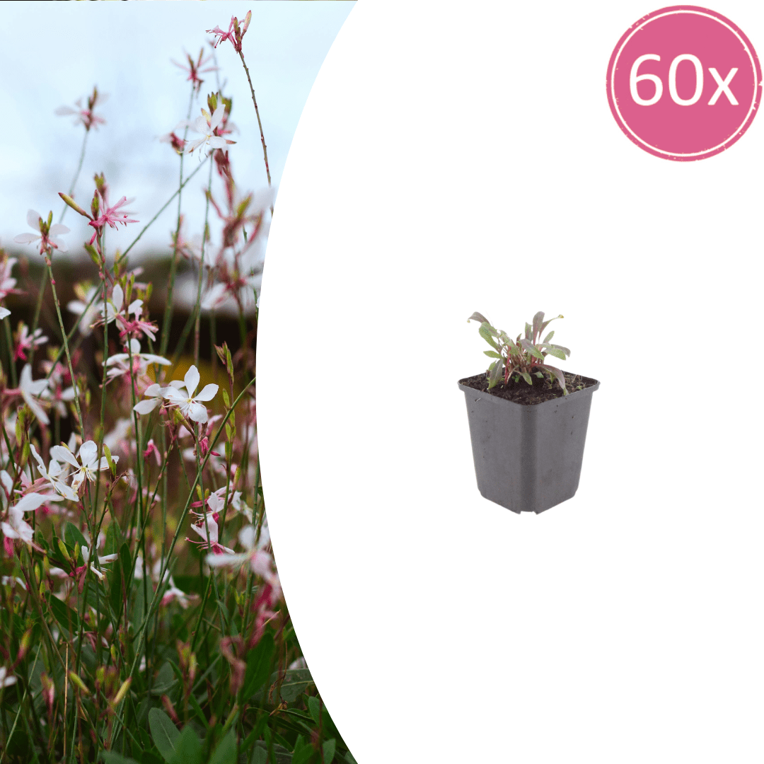 Livraison plante Gaura rose
