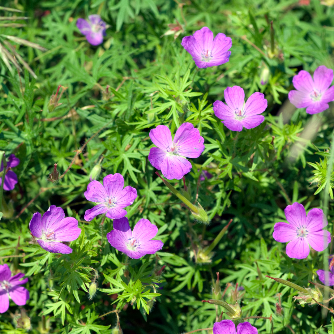 Livraison plante Geranium sanguiné