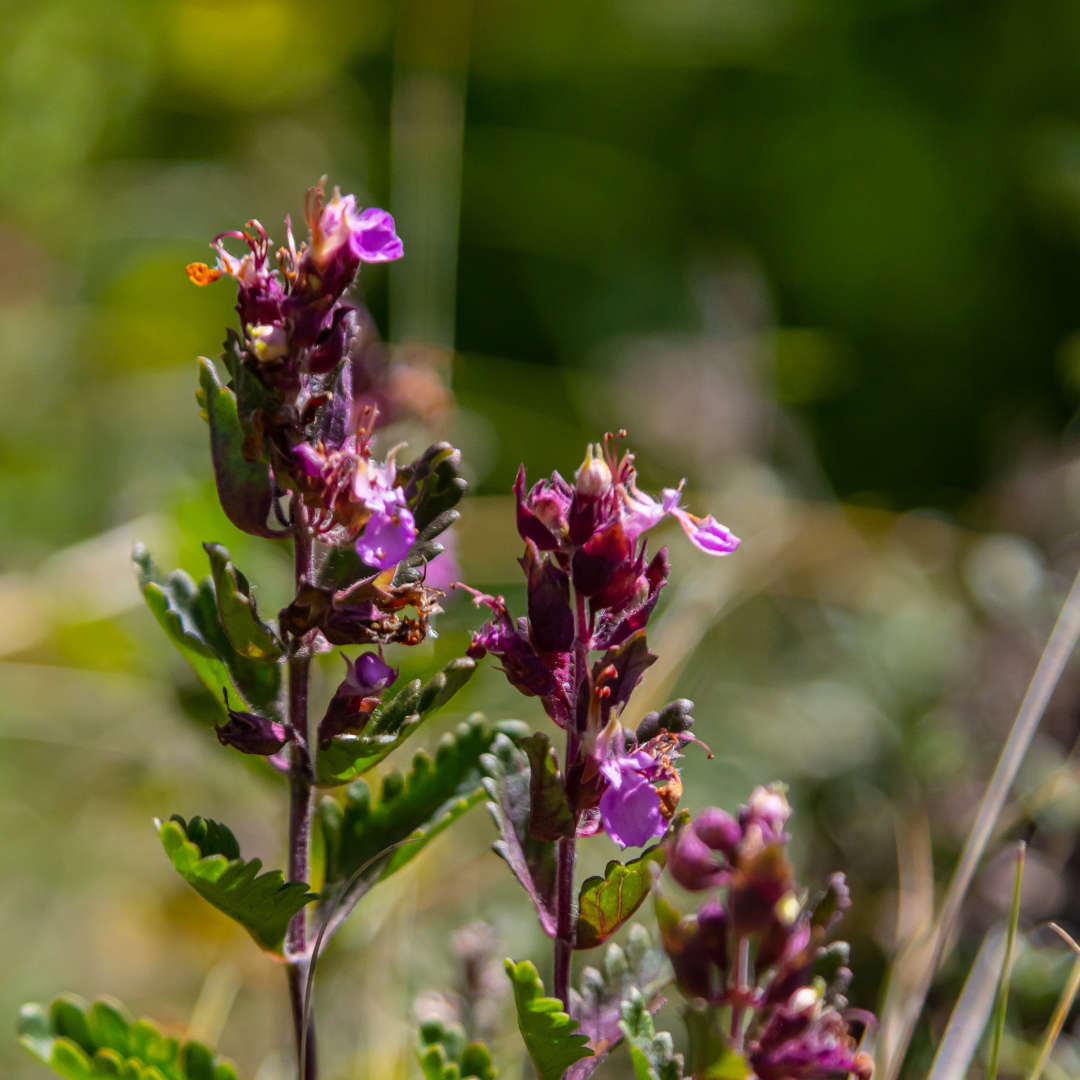Livraison plante Germandrée luisante