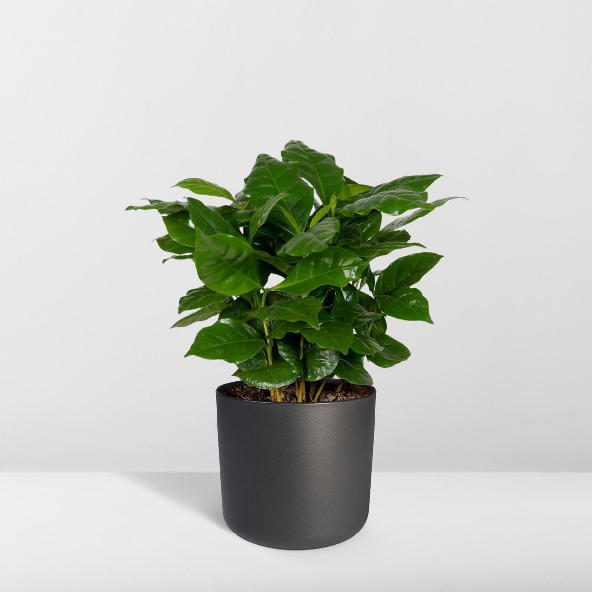 Livraison plante Grand Caféier Arabica