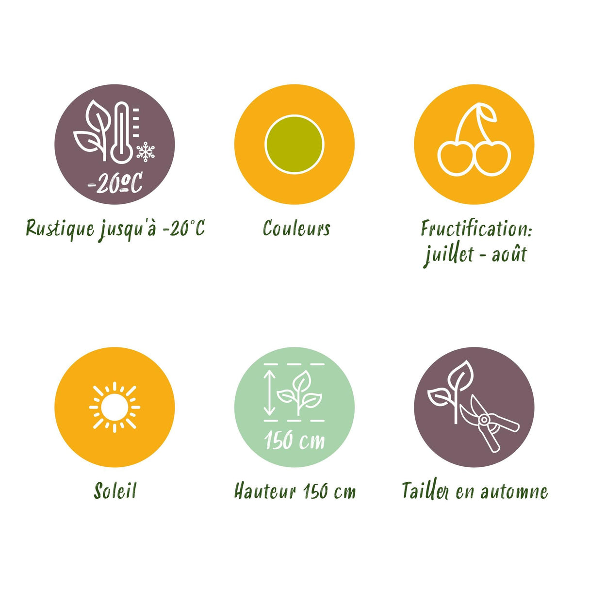 Livraison plante Groseillier à maquereau Hinnonmäki Grün – Lot de 3 – Pot 9cm