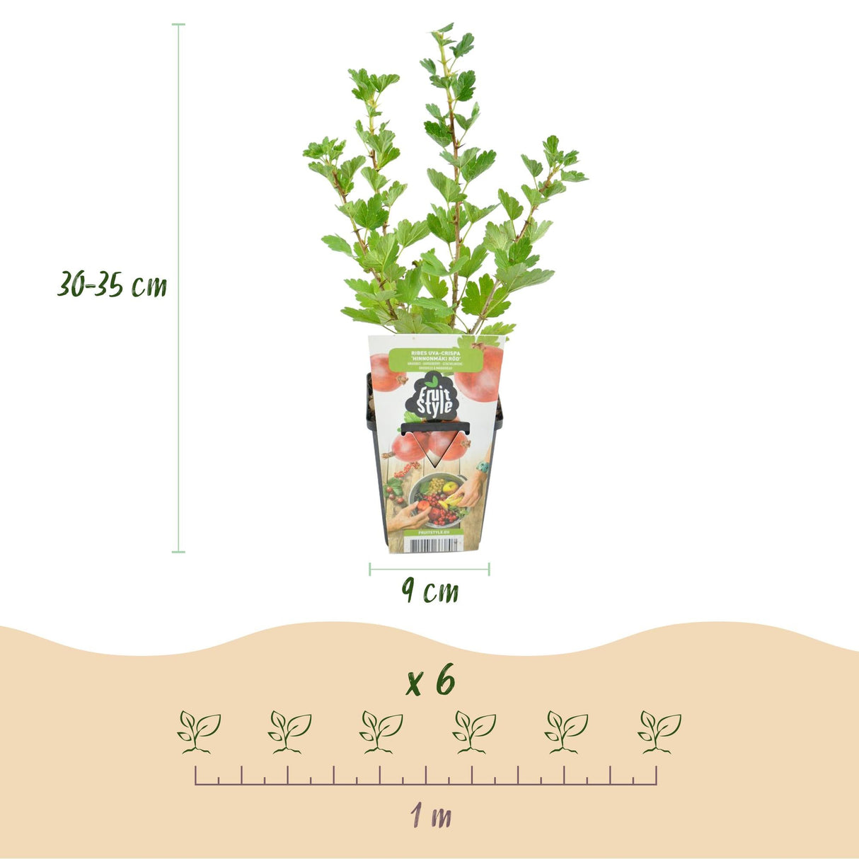 Livraison plante Groseillier à maquereau Hinnonmaki Röd – Lot de 3 – Pot 9 cm