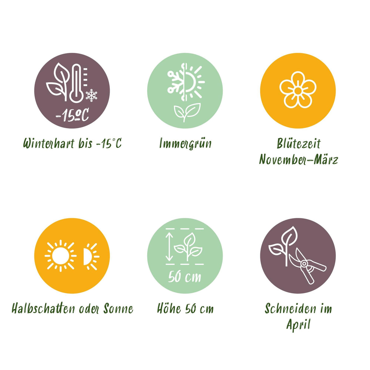 Livraison plante HellĂ©bore Christmas Carol â Lot de 1 â Pot 14 cm â Hauteur 30 cm