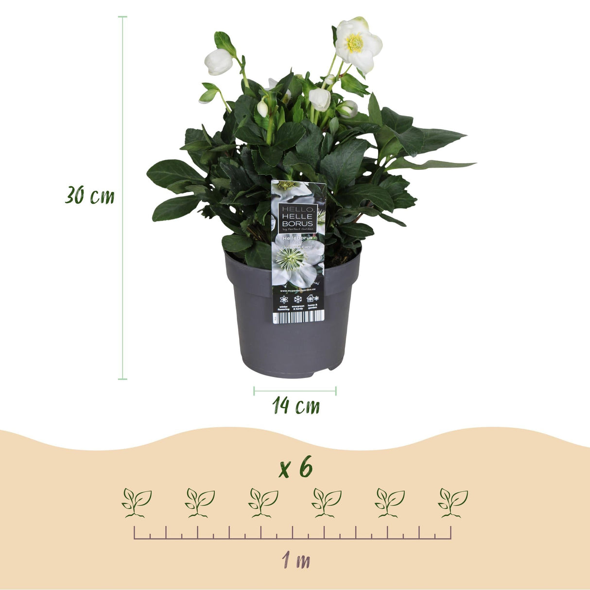 Livraison plante HellĂ©bore Christmas Carol â Lot de 1 â Pot 14 cm â Hauteur 30 cm