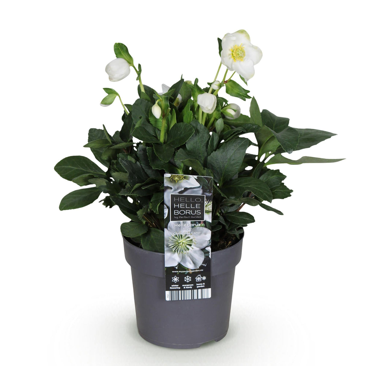 Livraison plante HellĂ©bore Christmas Carol â Lot de 1 â Pot 14 cm â Hauteur 30 cm