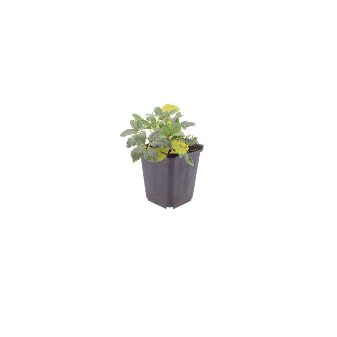 Livraison plante Hellebore oriental