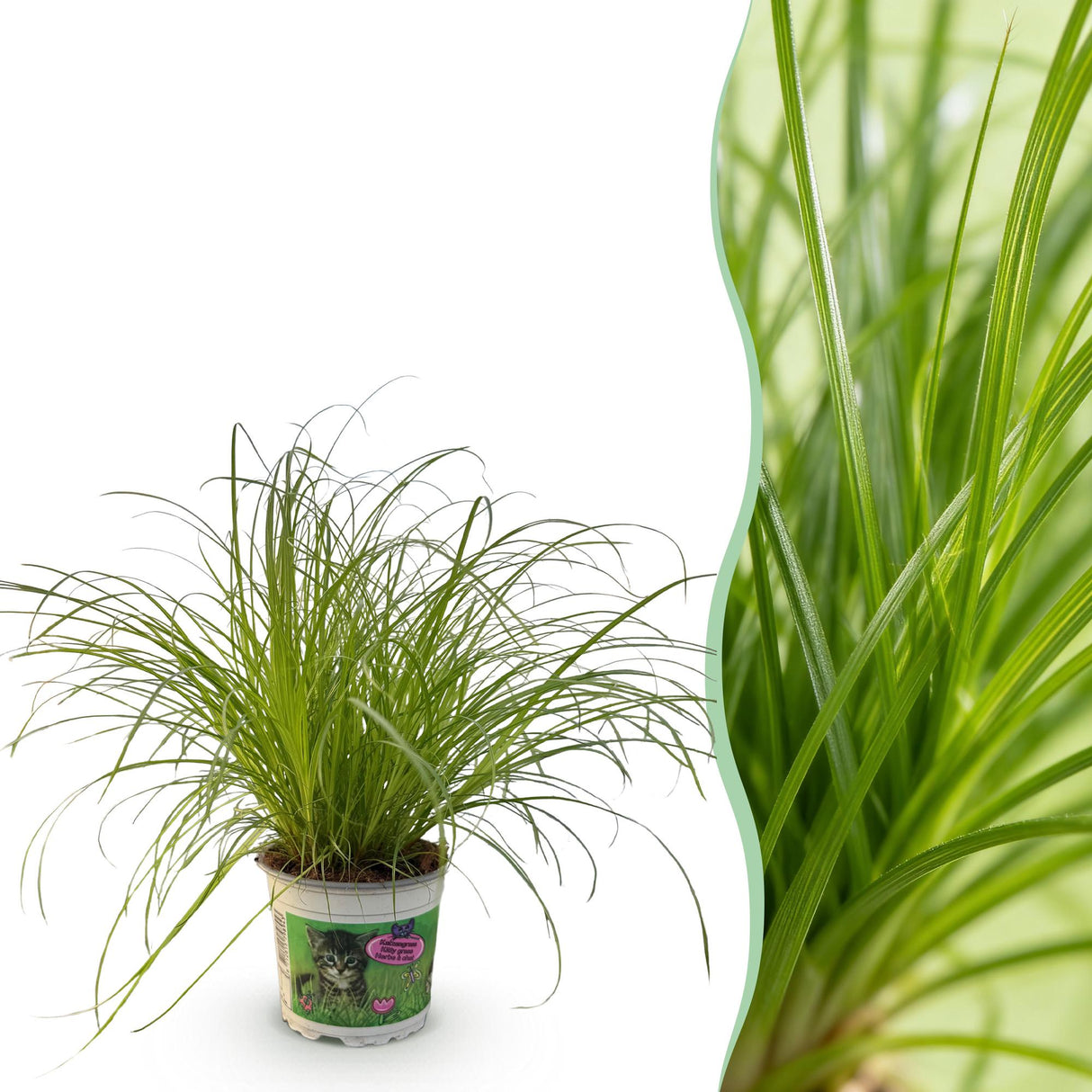 Livraison plante Herbe à chat - Cyperus alternifolius Zumula