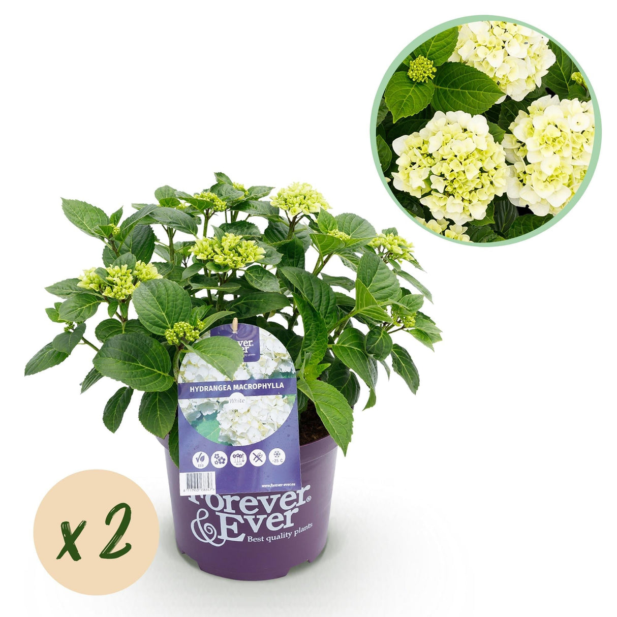 Livraison plante Hortensia en pot