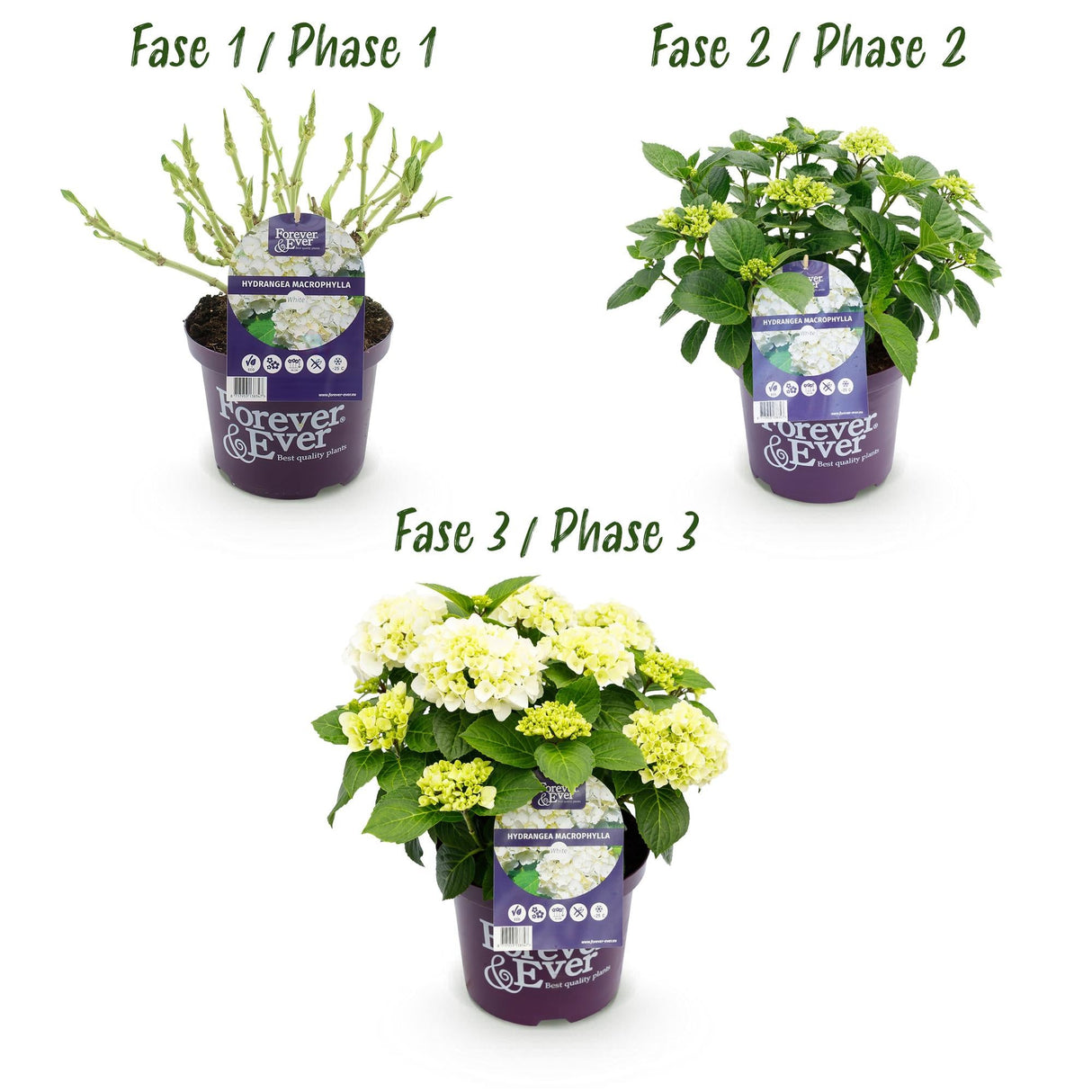 Livraison plante Hortensia Forever & Ever – Pot 23 cm – Hauteur 55 cm