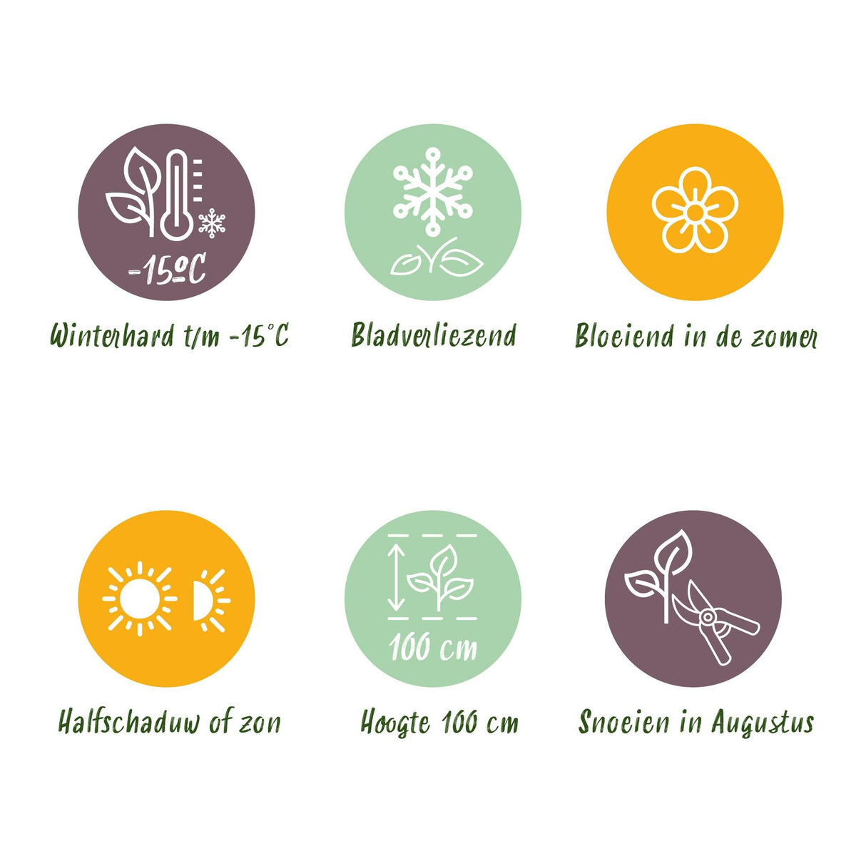 Livraison plante Hortensia Magical Noblesse – Pot 23 cm – Hauteur 55 cm