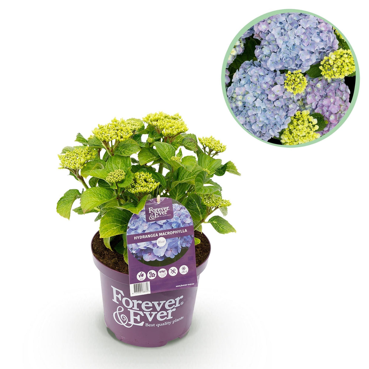 Livraison plante Hortensia pourpre en pot