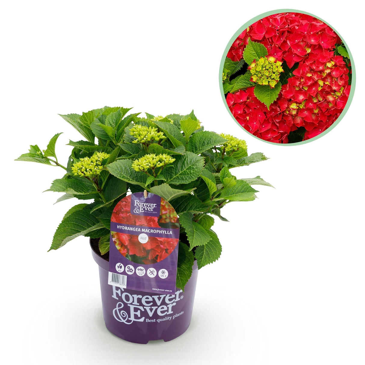 Livraison plante Hortensia Rouge en pot