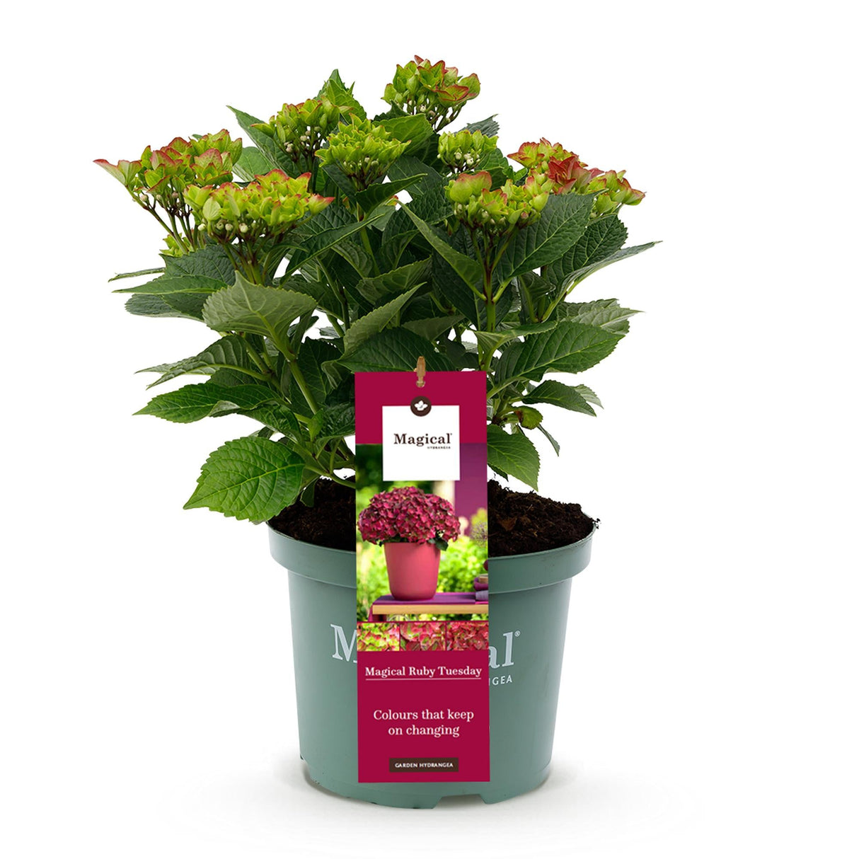 Livraison plante Hortensia Ruby Tuesday&Sapphire – Pot 23 cm – Hauteur 55 cm