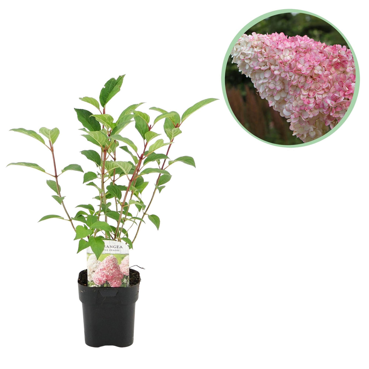 Livraison plante Hortensia Vanille Fraise – Lot de 1 – Pot 17 cm