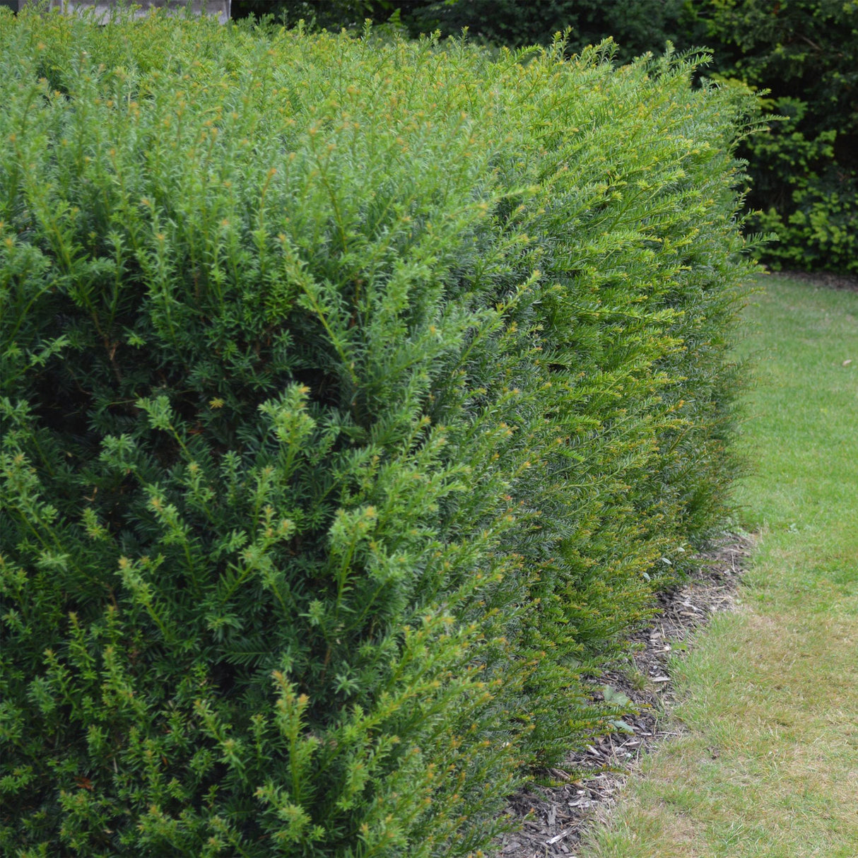 Livraison plante If Taxus baccata â Lot de 6 â Pot 17 cm â Hauteur 60 cm