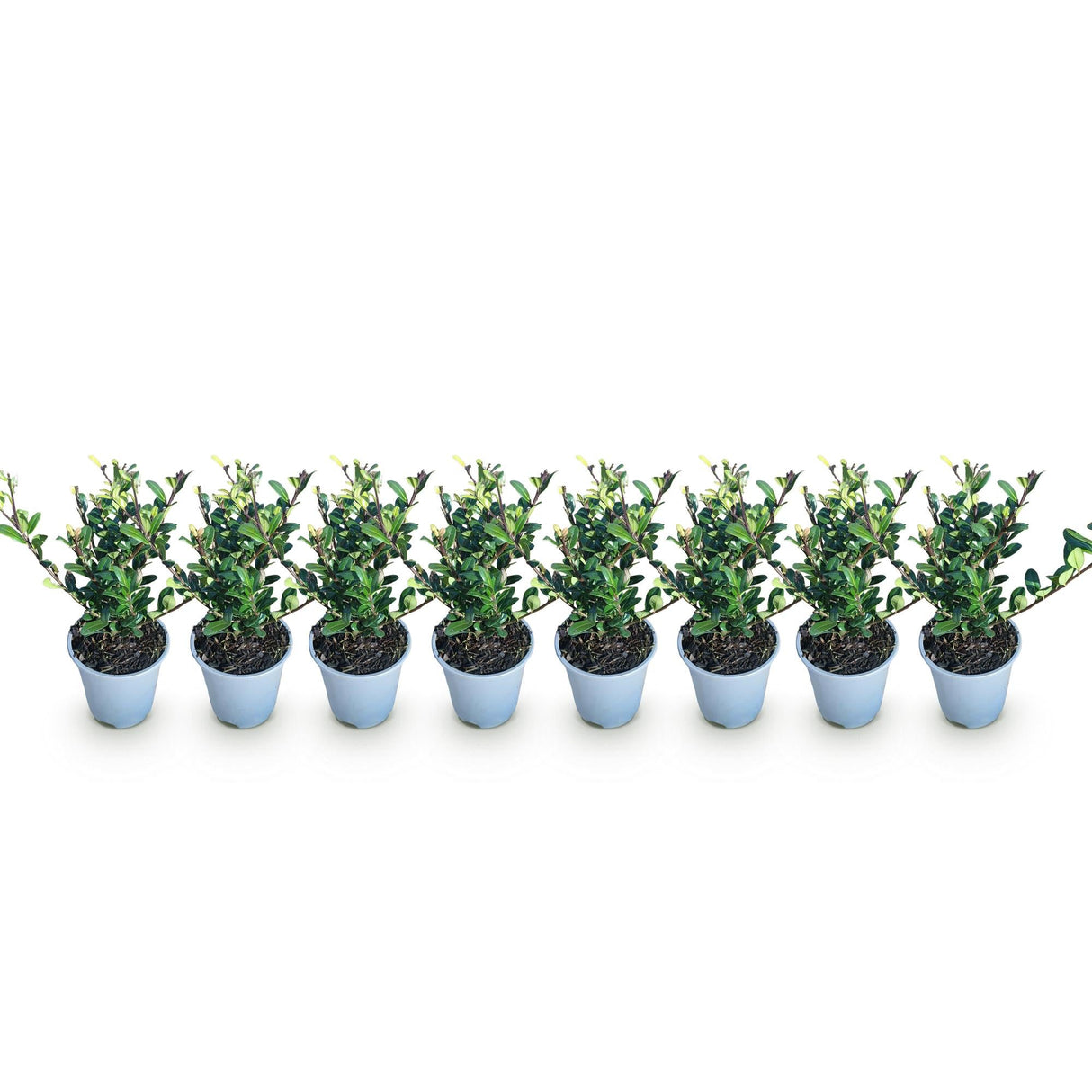Livraison plante Ilex crenata Caroline Upright – Lot de 8 – Pot 9 cm
