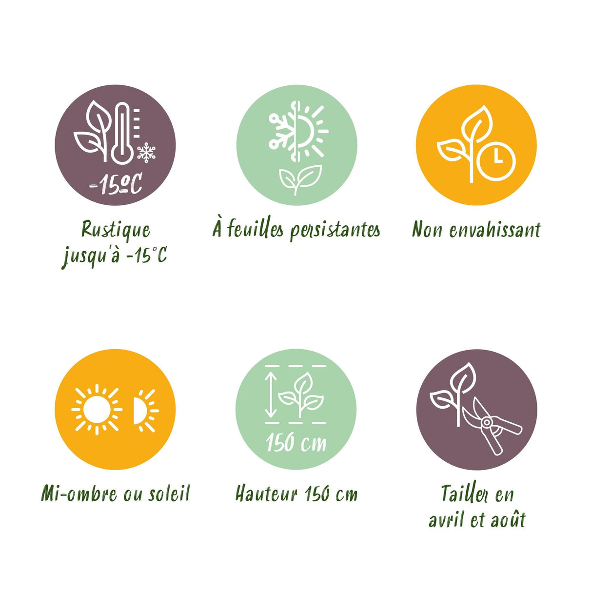 Livraison plante Ilex crenata Caroline Upright – Lot de 8 – Pot 9 cm