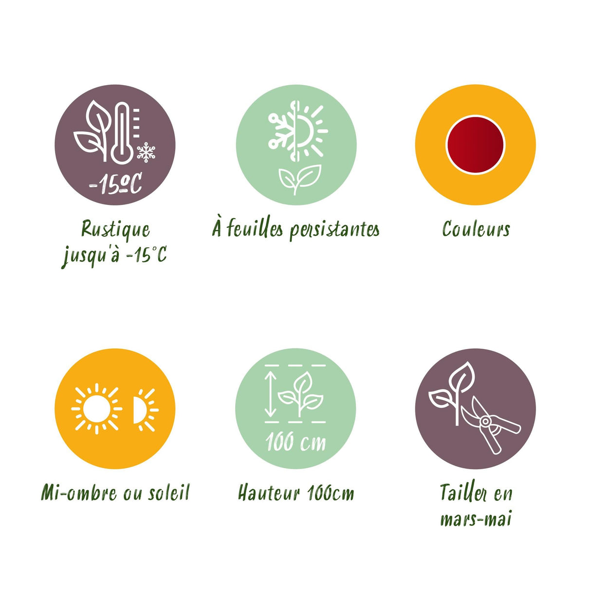 Livraison plante Leucothoe Burning Love – Pot 17 cm – Hauteur 45 cm