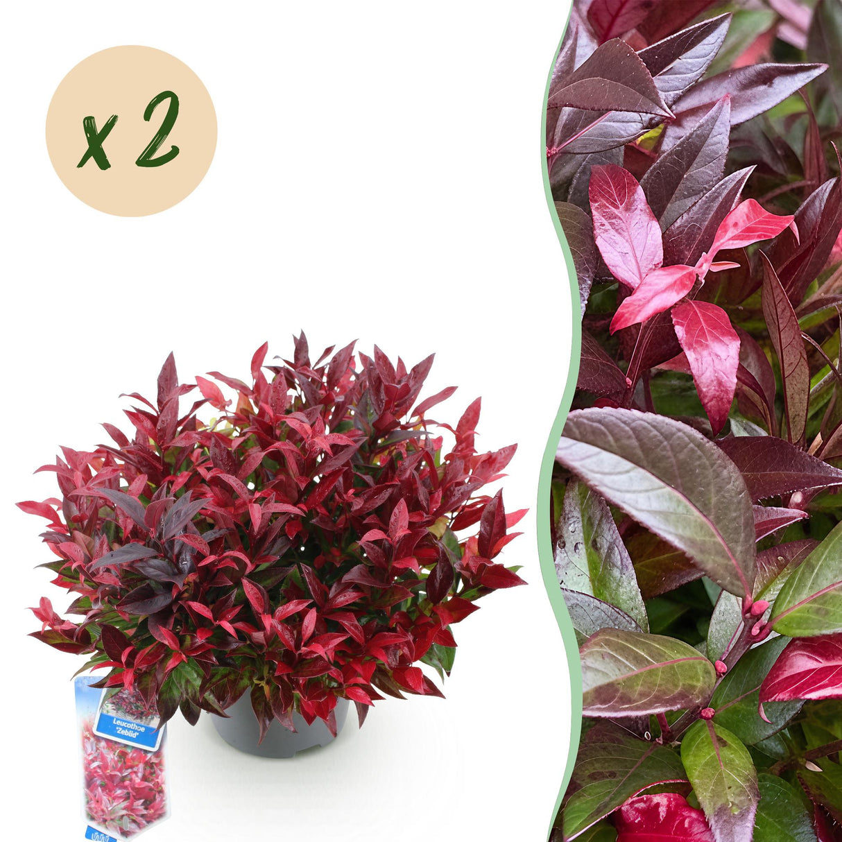 Livraison plante Leucothoe Zeblid – Lot de 2 – Pot 17 cm – Hauteur 45 cm