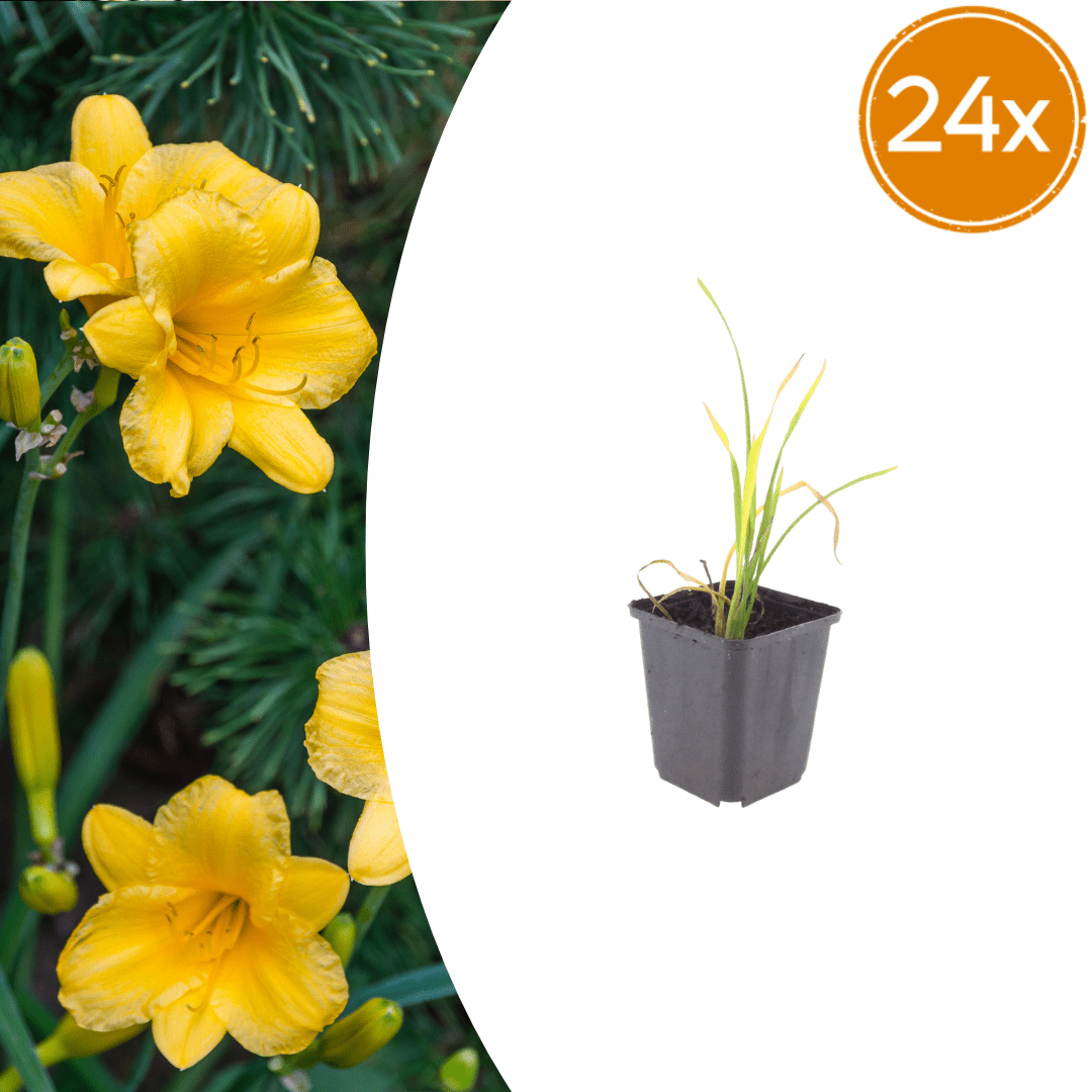 Livraison plante Lis d'un jour Stella de oro