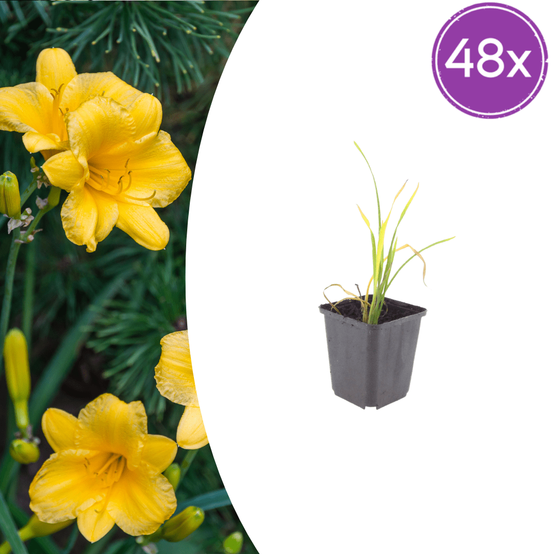 Livraison plante Lis d'un jour Stella de oro
