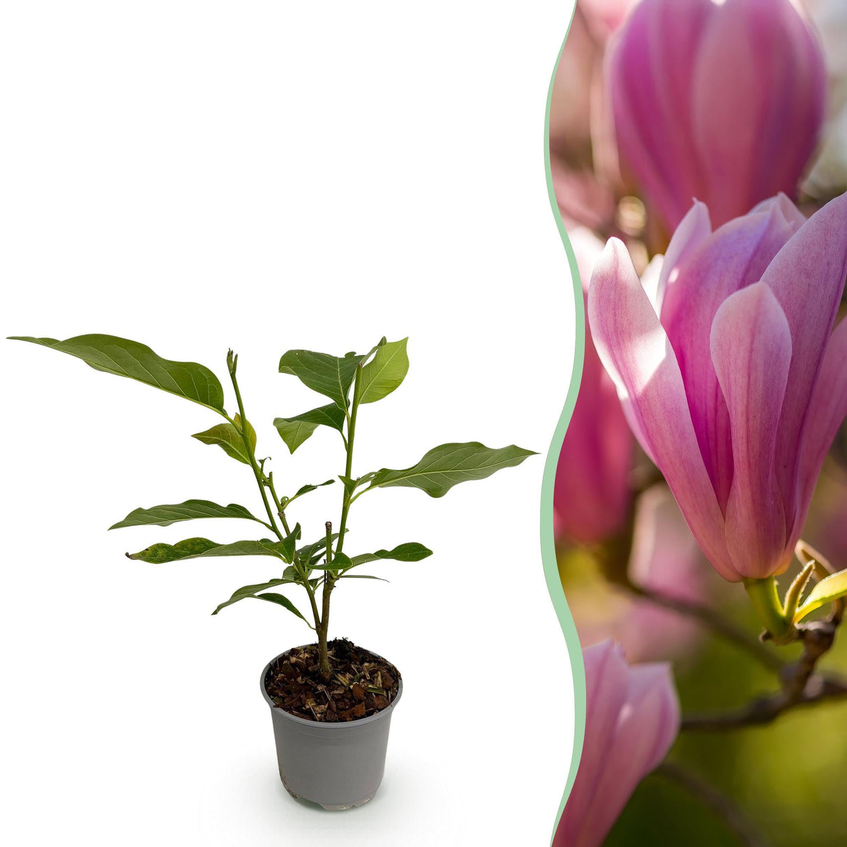 Livraison plante Magnolia Heaven Scent – Lot de 1 – Pot 12 cm – Hauteur 30 cm