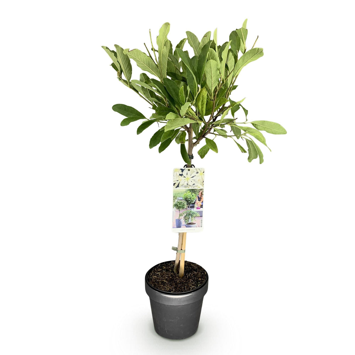 Livraison plante Magnolia stellata – Lot de 1 – Pot 19 cm – Hauteur 90 cm