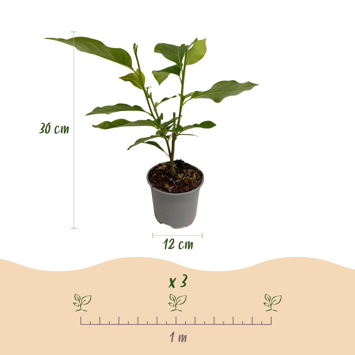 Livraison plante Magnolia stellata Royal Star – Pot 12 cm – Hauteur 30 cm
