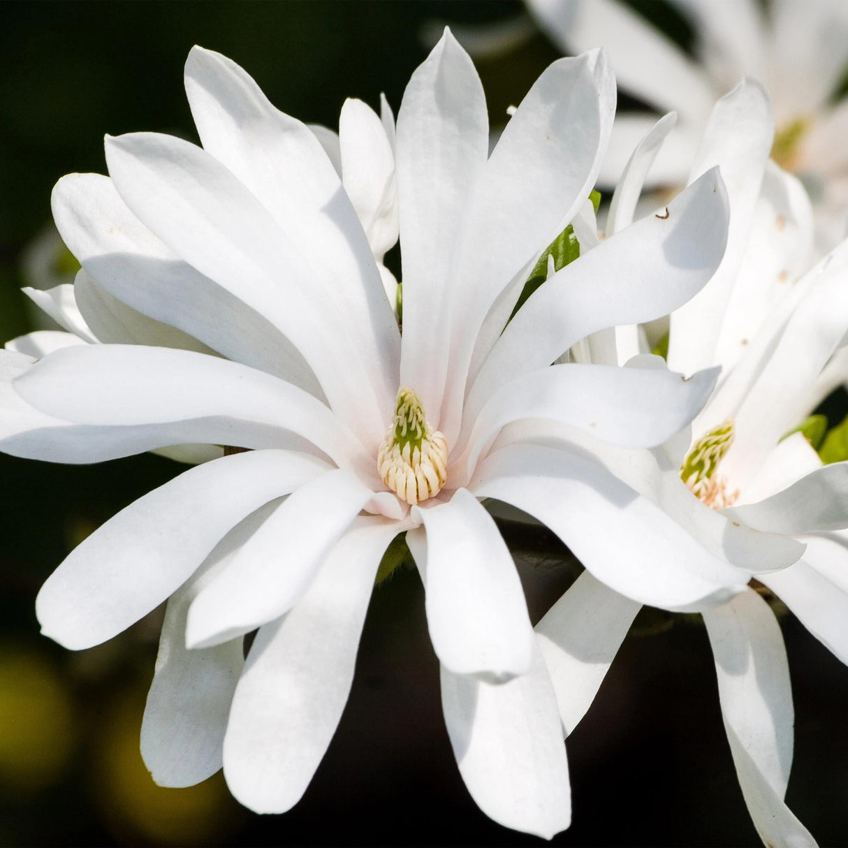 Livraison plante Magnolia stellata Royal Star – Pot 12 cm – Hauteur 30 cm
