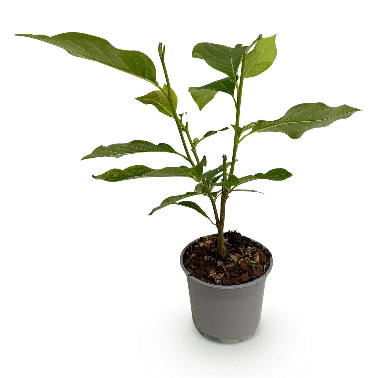 Livraison plante Magnolia Susan – Lot de 1 – Pot 12 cm – Hauteur 30 cm