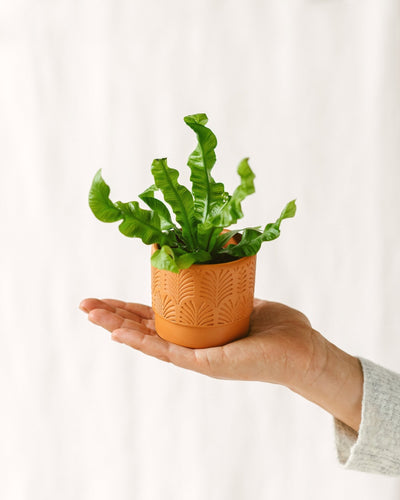 Mini Asplenium Croccante