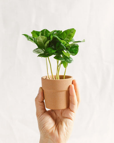 Mini Pianta del Caffè Arabica