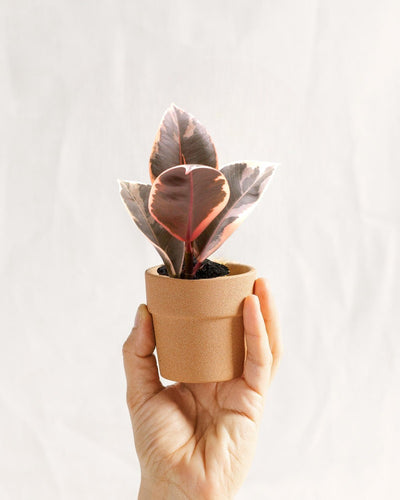 Ficus Tineke in Miniatura