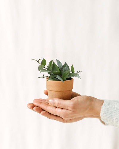 Mini Hoya Krohniana eschimese
