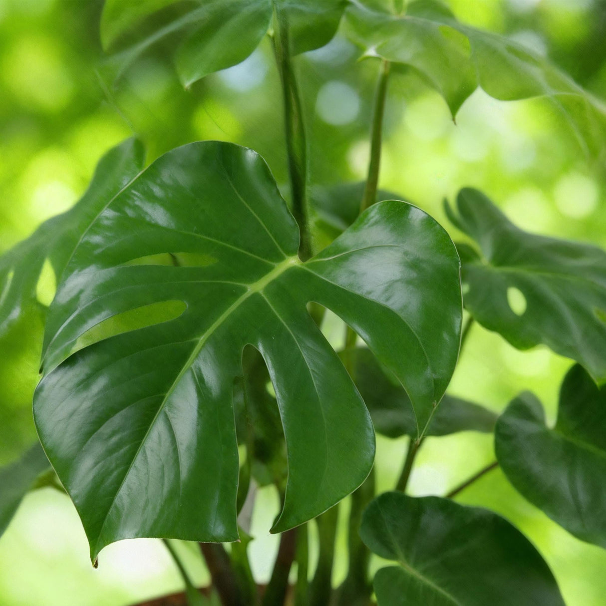 Livraison plante Monstera Deliciosa