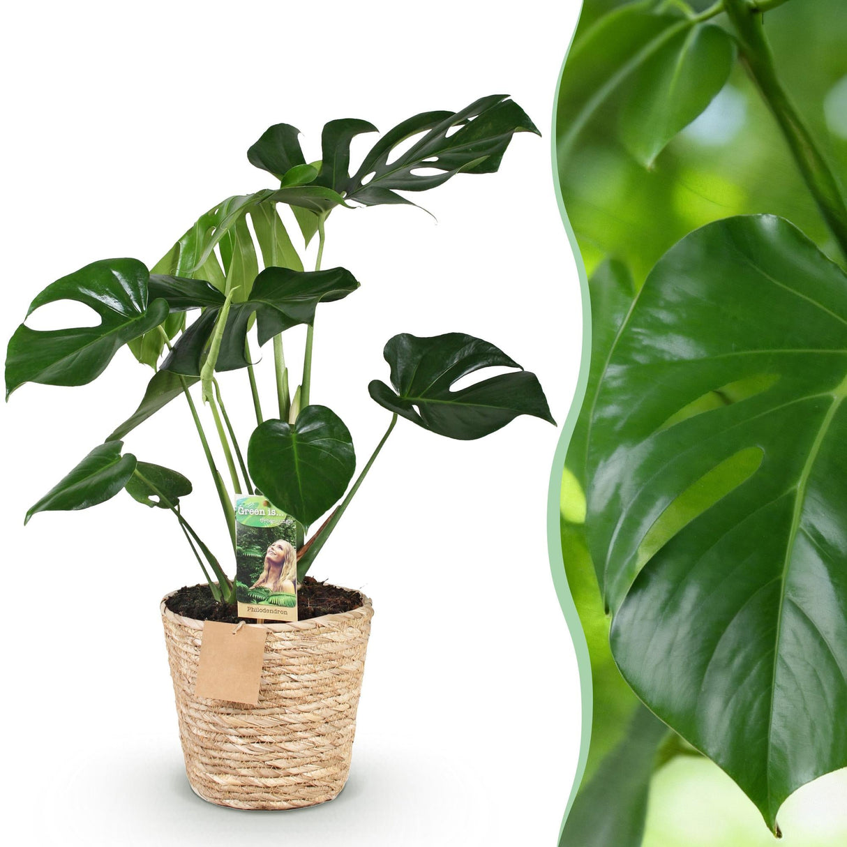 Livraison plante Monstera Deliciosa et panier H75 cm