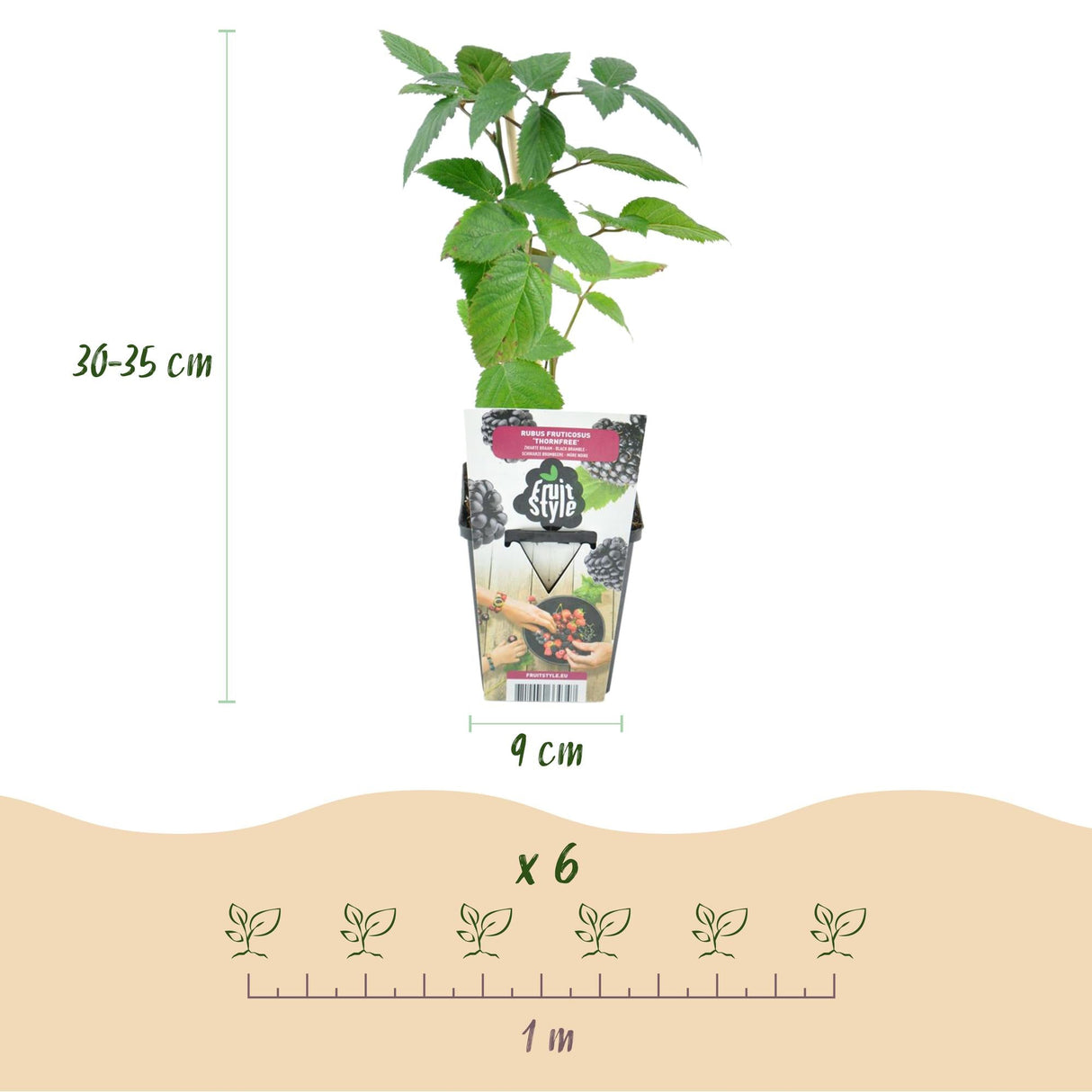 Livraison plante Mûrier sans épines Thornfree – Lot de 3 – Pot 9 cm