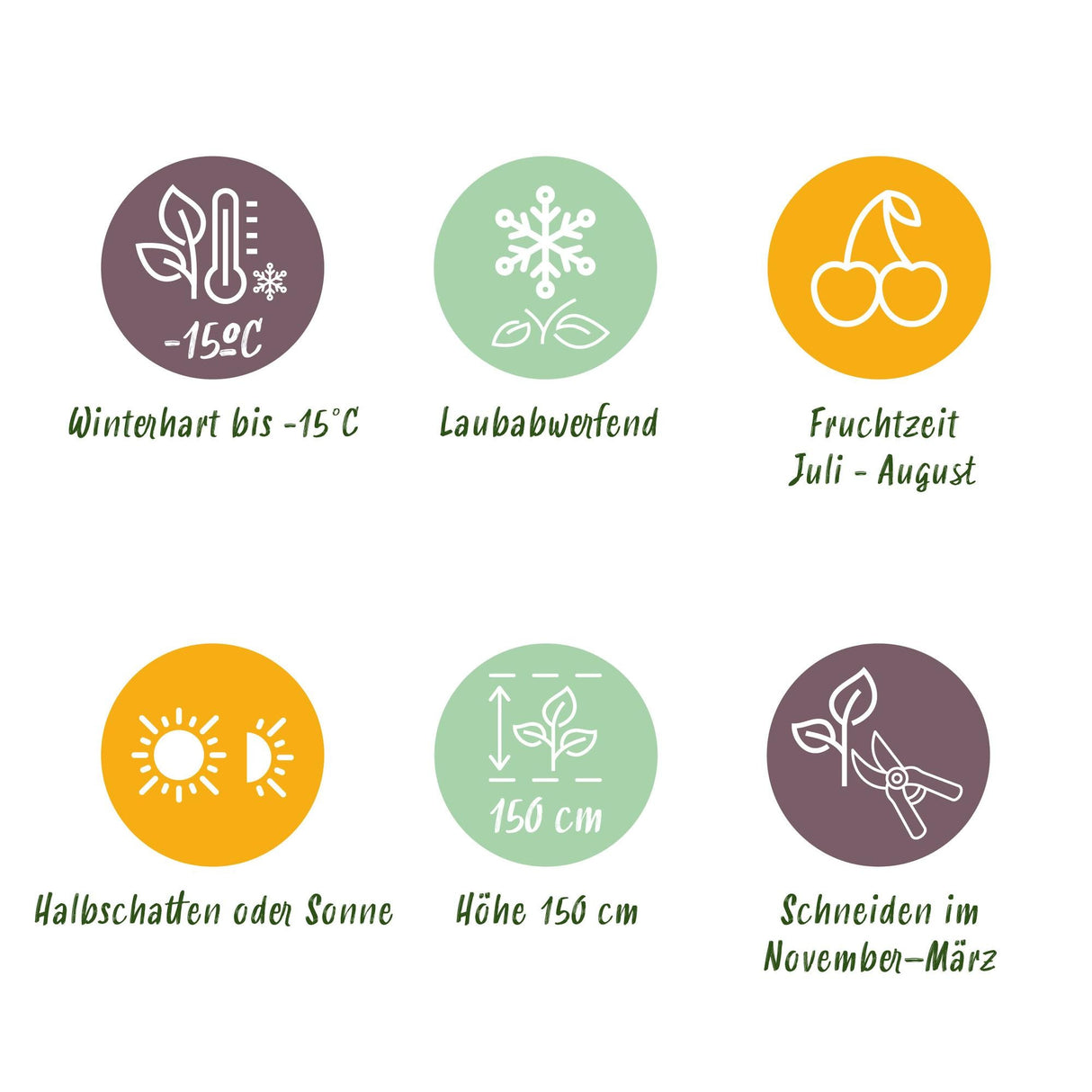 Livraison plante Mûrier Thornfree – Lot de 2 – Pot 11 cm – Hauteur 40 cm