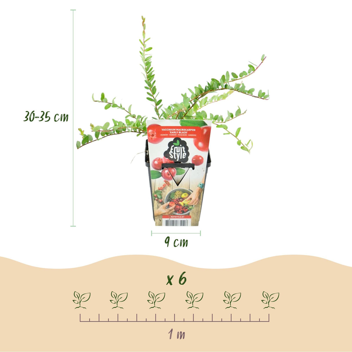 Livraison plante Myrtillier Early Black – Lot de 6 – Pot 9 cm