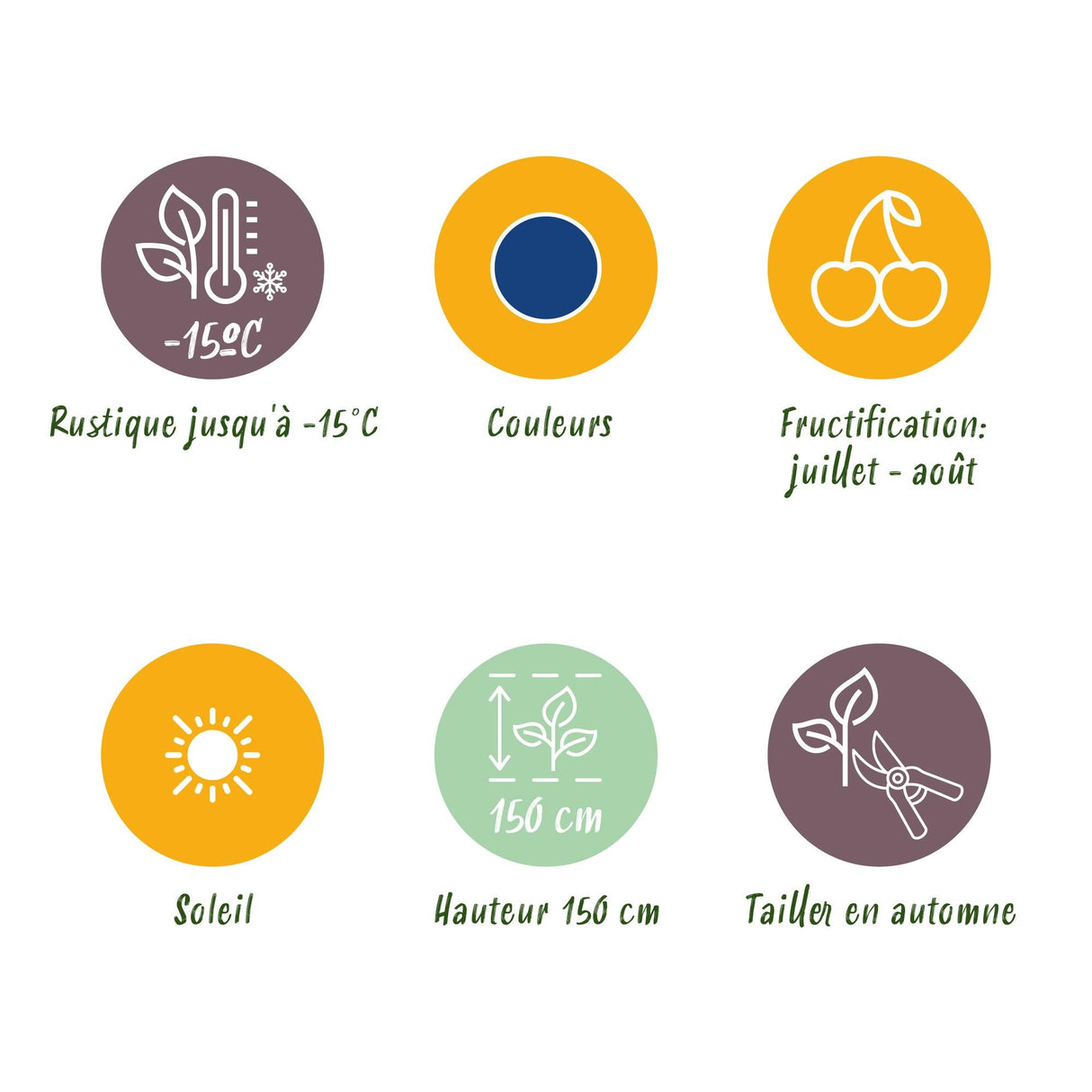 Livraison plante Myrtillier Goldtraube – Lot de 3 – Pot 9 cm