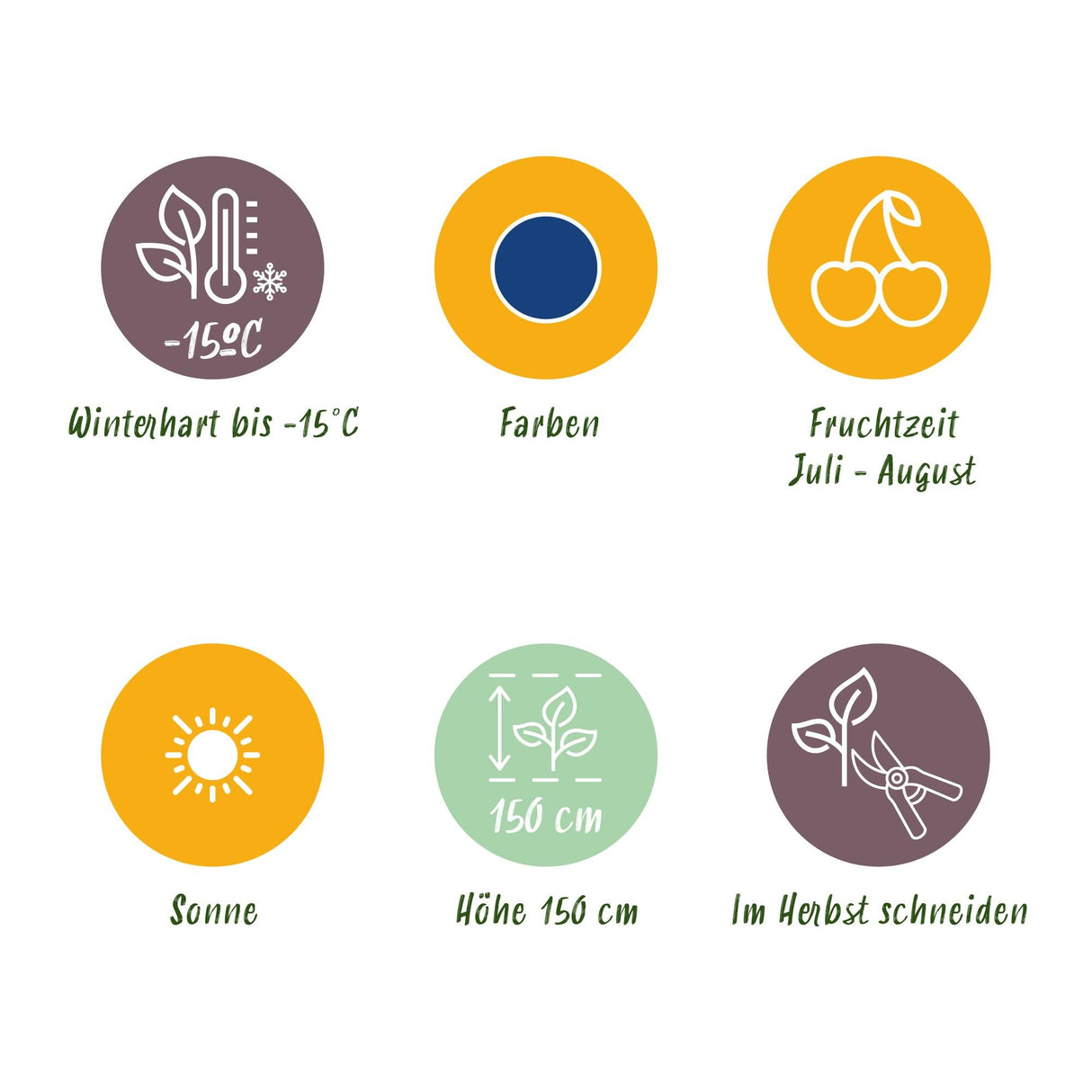 Livraison plante Myrtillier Goldtraube – Lot de 3 – Pot 9 cm