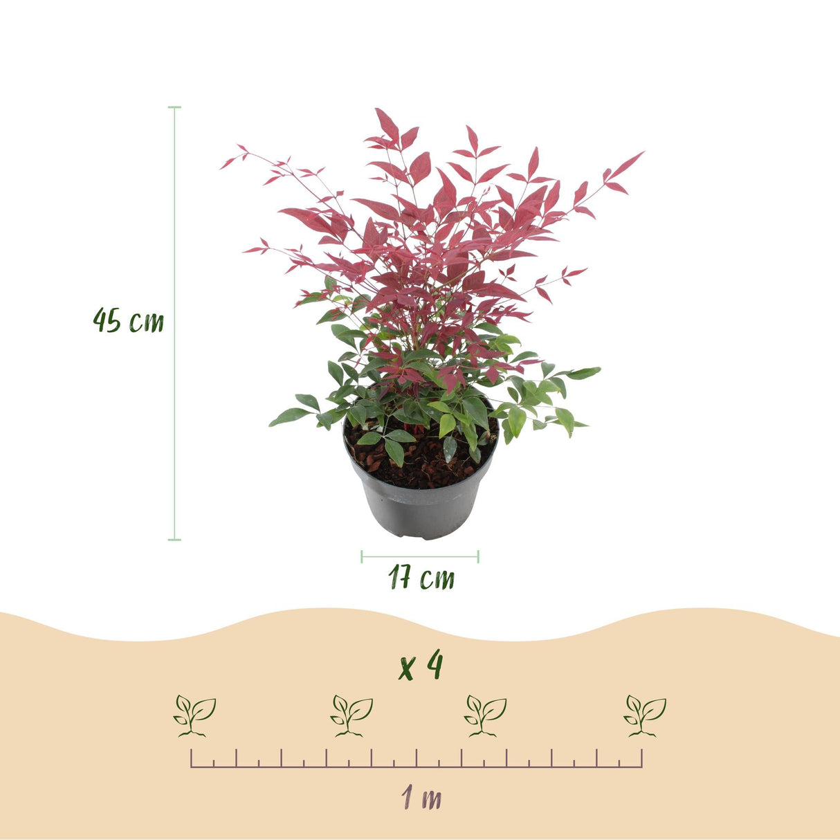 Livraison plante Nandina domestica Duo – Lot de 2 – Pot 17cm – Hauteur 45cm