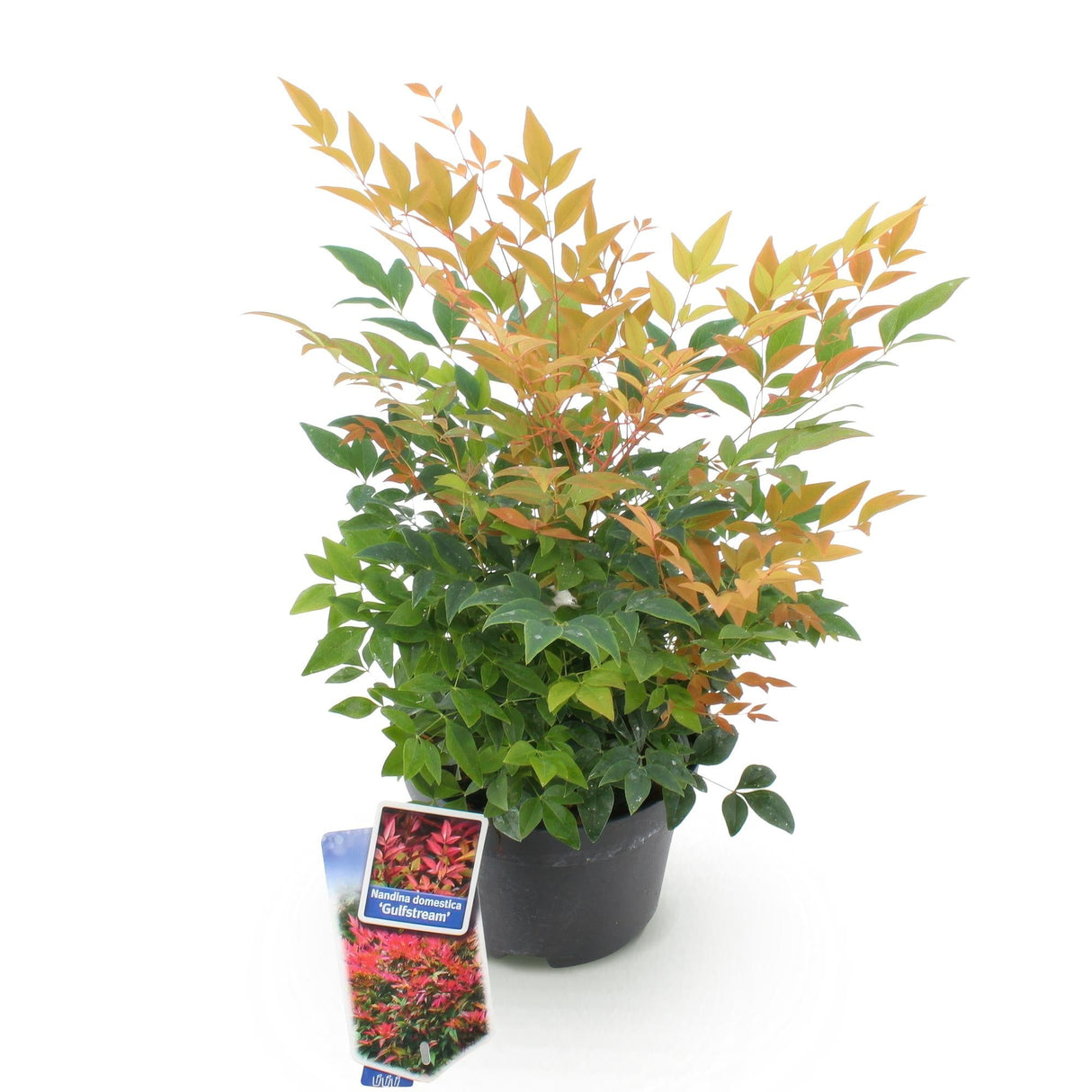 Livraison plante Nandina domestica Gulfstream – Pot 17 cm – Hauteur 45 cm