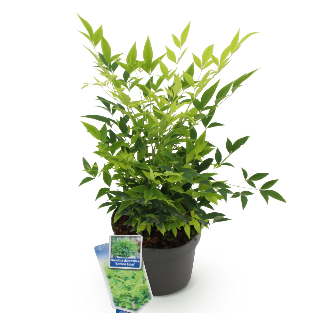 Livraison plante Nandina Lemon & Lime – Lot de 1 – Pot 17 cm – Hauteur 45 cm