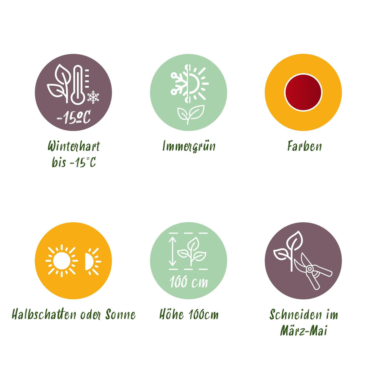 Livraison plante Nandine domestica Obsessed – Lot de 1 – Pot 17 cm