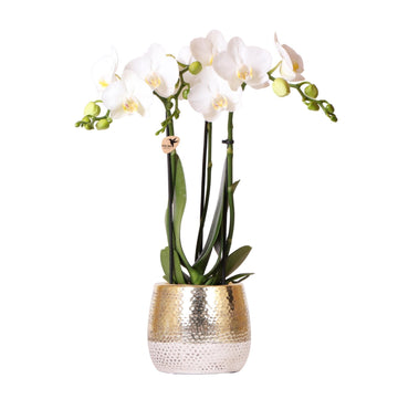 Orchidea bianca Amabilis e il suo vaso